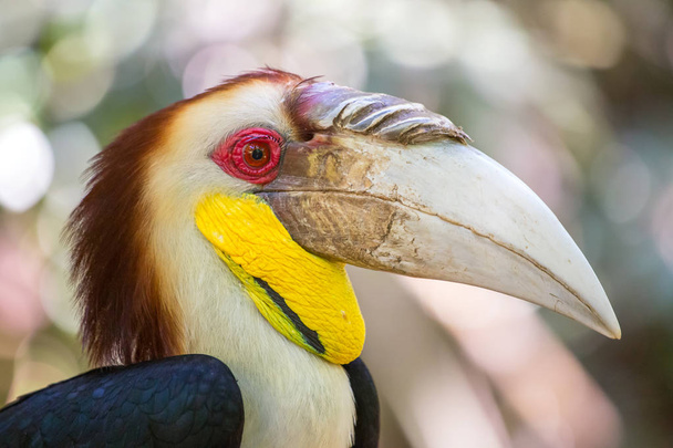 Close-up of the Hornbill - Photo, Image