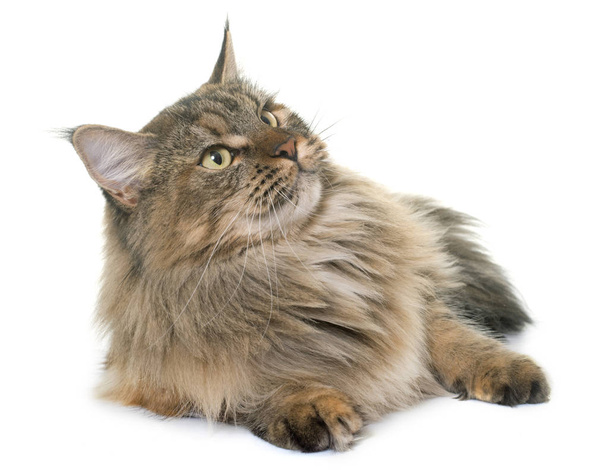 Maine coon chat - Photo, image