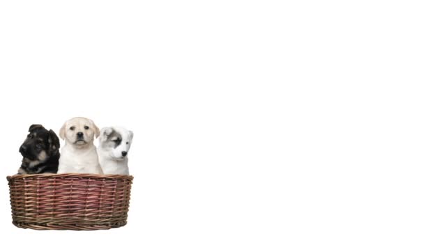 three little puppies, dogs in basket - Footage, Video