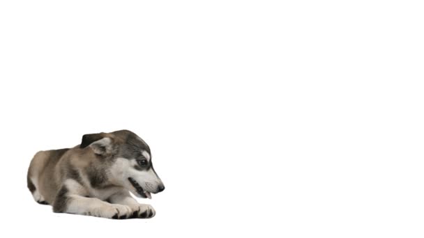 küçük şirin köpek yavrusu köpek - Video, Çekim