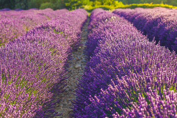 Lavendel bloemen bloeien geurige velden in eindeloze rijen - Foto, afbeelding