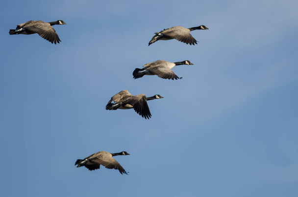 Стая канадских гусей, летающих в голубом небе  - Фото, изображение
