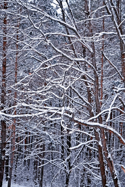 erdő a fagyban. Téli táj. Hóval borított fák.  - Fotó, kép