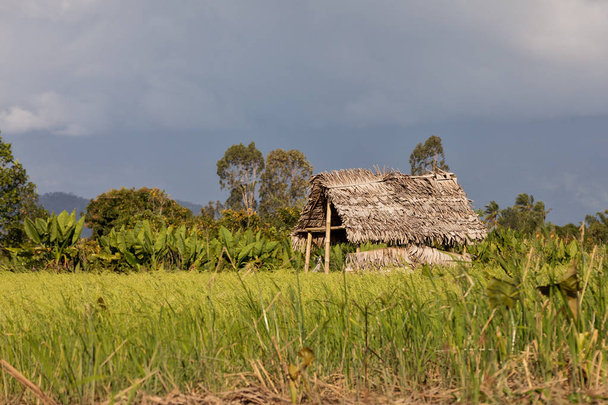 Madagascar traditional rural landscape with hut - Photo, Image