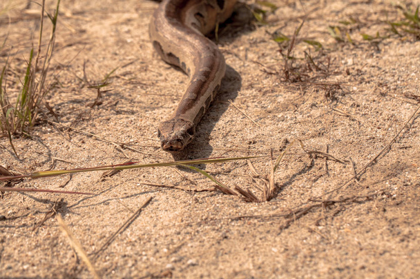  serpent dans les habitats naturels
 - Photo, image