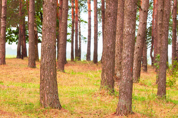  forest on the shore of lake - Photo, image