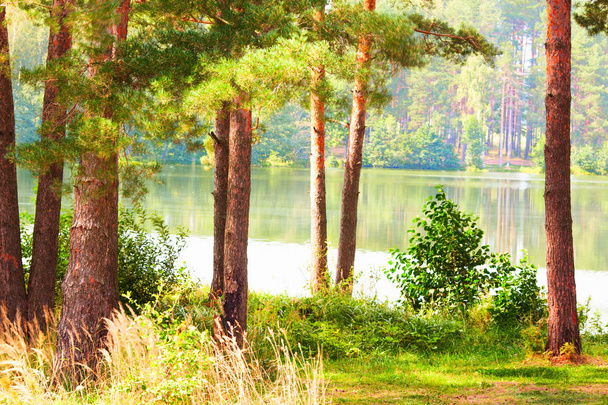  forêt sur la rive du lac
 - Photo, image