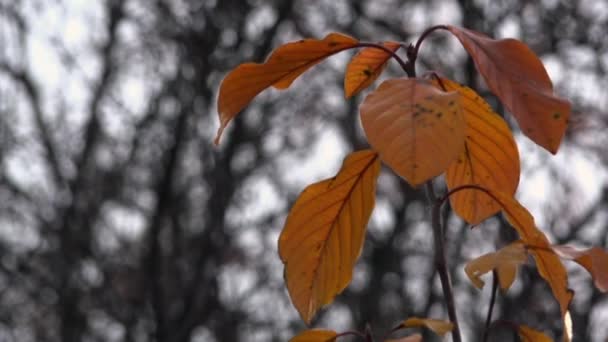 Őszi időben. A világos színek az ősz. Őszi levelek lezuhanyozott. - Felvétel, videó