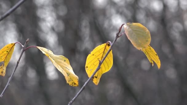 Autumn time. The bright colors of autumn. Showered with autumn leaves. - Footage, Video