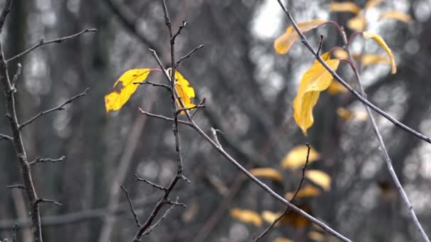 Őszi időben. A világos színek az ősz. Őszi levelek lezuhanyozott. - Felvétel, videó