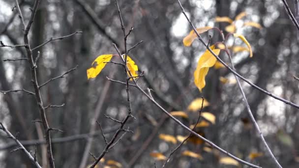 Ora d'autunno. I colori vivaci dell'autunno. Pioggia con foglie autunnali
. - Filmati, video