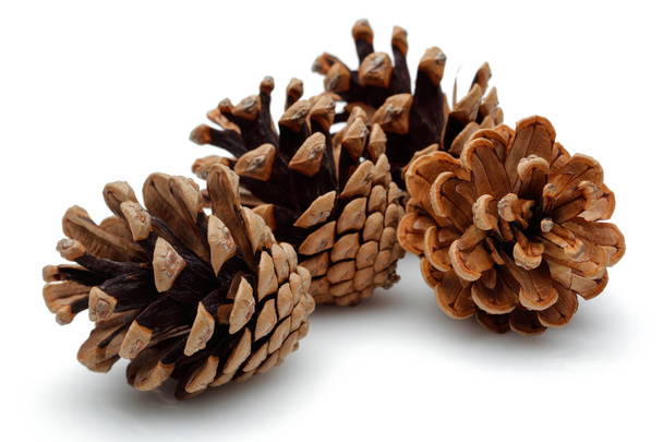 Pine cone isolated on white background. - Photo, Image