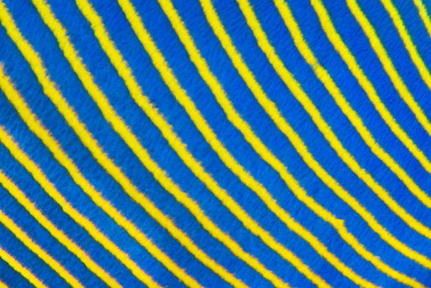 Blue yellow diagonal fish stripes - Photo, Image
