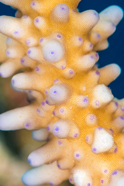 Acropora korall közelről - Fotó, kép