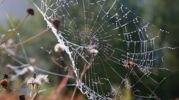 Spider on the wet web - Footage, Video