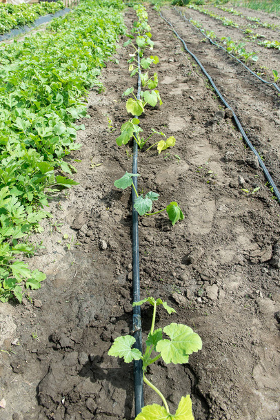 Médula de verano creciendo en el huerto. Arbusto de calabacín bio. Plantar calabacines en la horticultura. Calabacín de crecimiento simple
 - Foto, Imagen