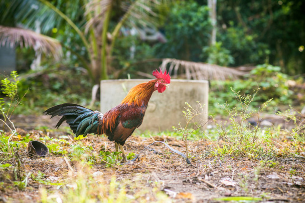 Tradizionale Thailandia gallo sul campo al mattino, Agricoltura
 - Foto, immagini