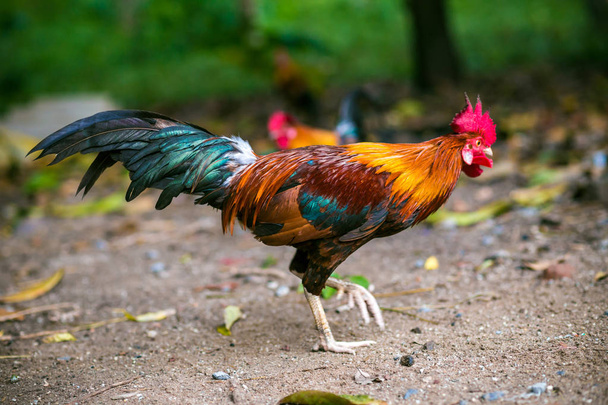 Traditional Thailand rooster on field in morning, Agricultural - Photo, Image