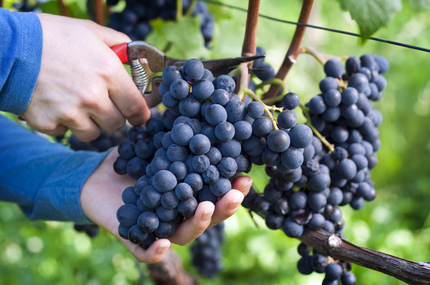 Harvesting grapes - Photo, Image