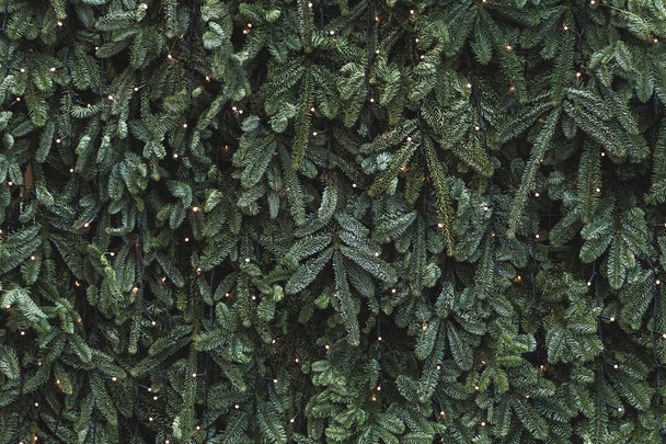 groene pijnboomtakken spar - Foto, afbeelding