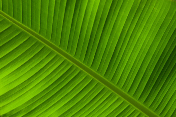 tło liść palmowy - Zdjęcie, obraz