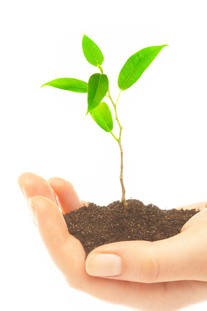 Human hands and young plant - Photo, image