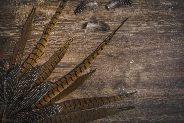 Dream catcher feathers on a dark wooden background, pheasant feathers, duck feathers, chicken feathers - Foto, afbeelding