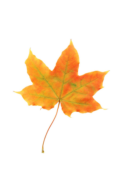 Autumn leaf isolated - Fotoğraf, Görsel