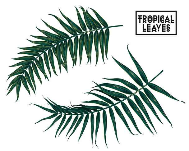 tropical branches, leaves on white background, palm tree leaves isolated - Vector, Image