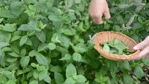 trhat lékařské byliny máta v zahradě - Záběry, video