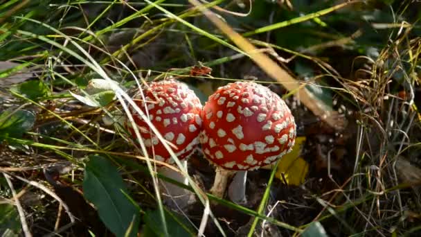 Червоні гриби літають агаром у лісі
 - Кадри, відео