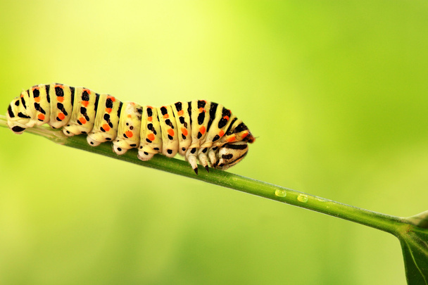 Caterpillar on a green background - Photo, Image