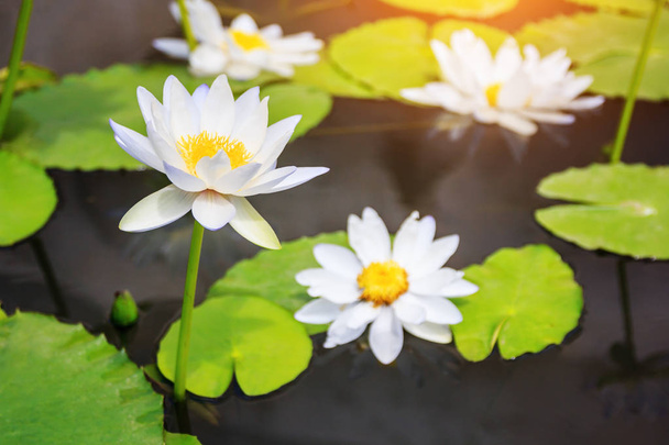 Beautiful lotus in the pond - Photo, Image