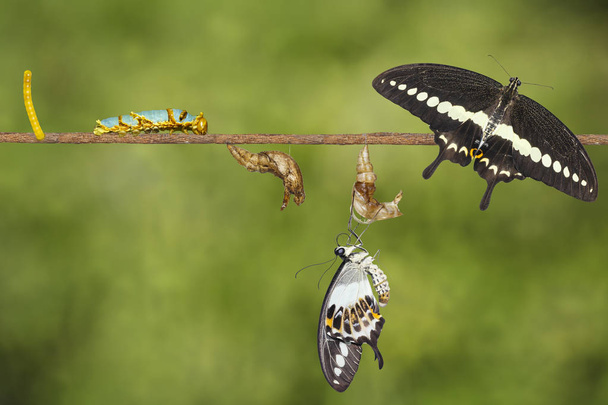 Cycle de vie de transformation du papillon à queue d'hirondelle baguée (Papil
 - Photo, image