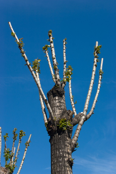 Весна дерево
 - Фото, зображення
