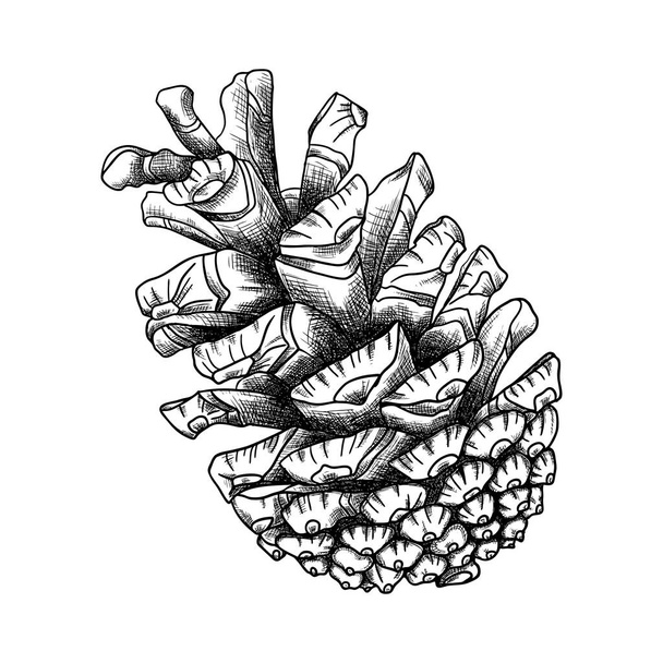 Hand drawing pine cone - Zdjęcie, obraz