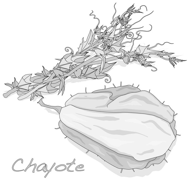 Chayote на белом фоне
 - Вектор,изображение