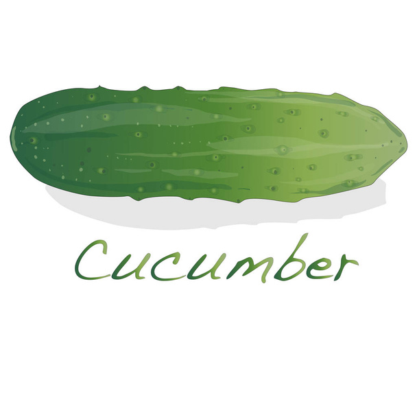 Komkommer vector geïsoleerd - Vector, afbeelding