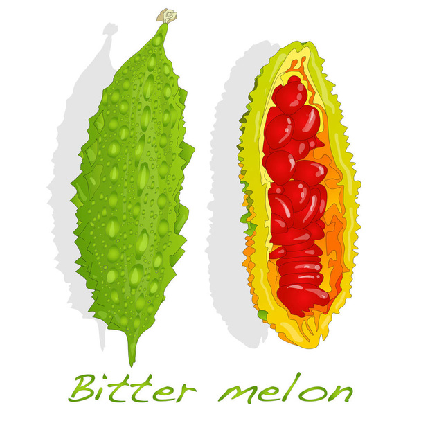 Gorzki melon na białym tle - Wektor, obraz