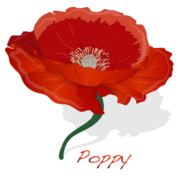Red Poppy flower isolated on white background - Διάνυσμα, εικόνα