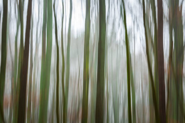 Forêt abstraite fond flou
 - Photo, image
