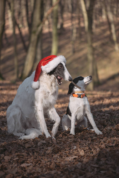 Twee honden in santa kostuums - Foto, afbeelding