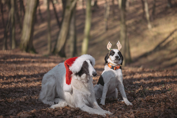 Twee honden in santa kostuums - Foto, afbeelding