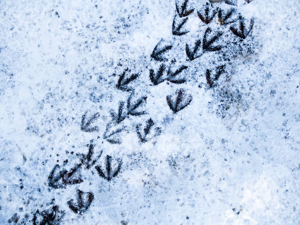 Meeuwen voeten - vogels voetafdrukken op sneeuw - Foto, afbeelding