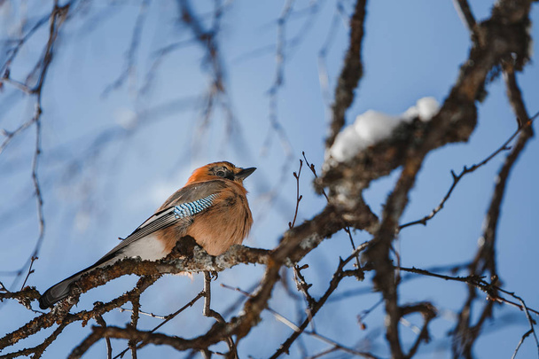 Colorful bird Eurasian Jay Garrulus glandarius sitting on the branch of a tree in winter or spring forest - Фото, изображение