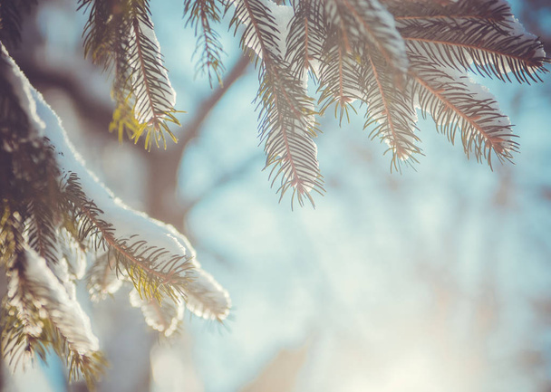 fir tree bedekt met sneeuw - Foto, afbeelding