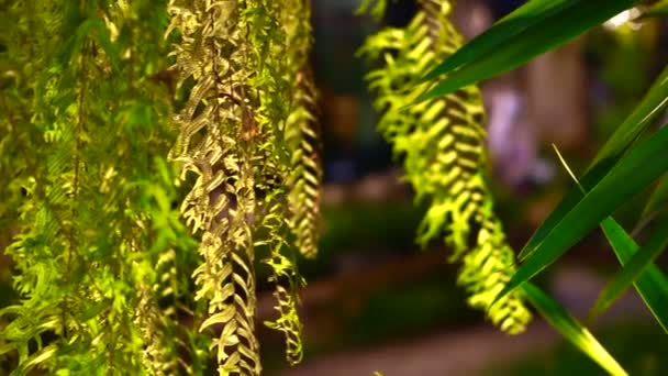 Drynaria quercifolia, Oakleaf fern. Green tropical hanging special basket kind of fern - Πλάνα, βίντεο