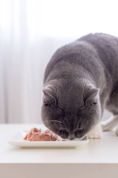 The grey shorthair is eating - Photo, Image