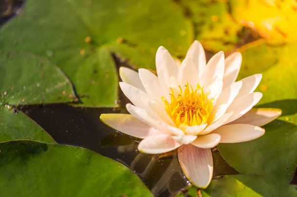 Mooie water lily en water reflectie. Park of tuin natuur-achtergrond - Foto, afbeelding