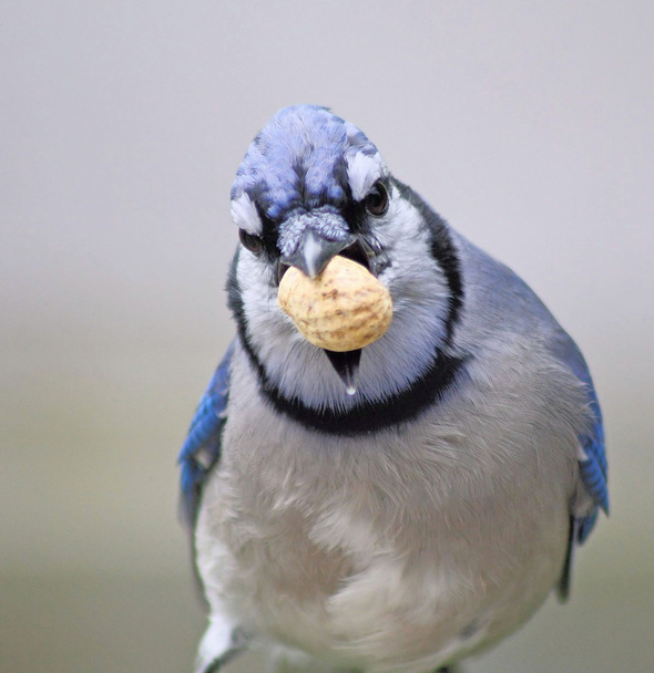 Blue Jay - Photo, Image